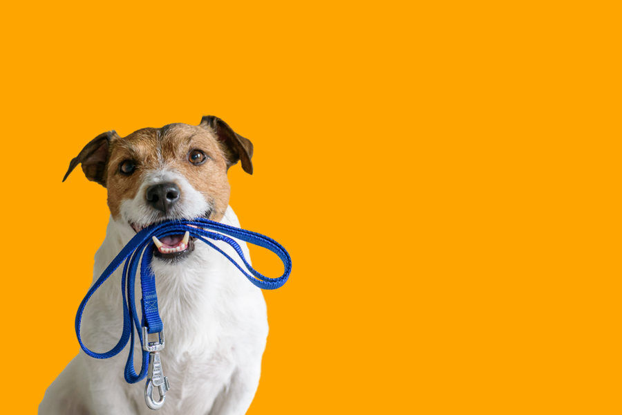 Pet Sitting & Dog Walking Services in Brevard County, Florida